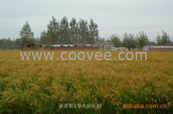 供應(yīng)新農(nóng)稻1號(hào) 水稻種子批發(fā) 水稻種子供應(yīng)商-河南新農(nóng)種業(yè)