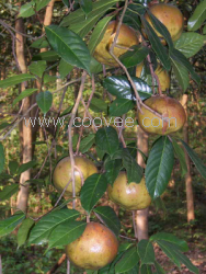 供应大果红花油茶种子 软枝油茶种子油茶种