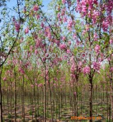 香花槐香花槐香花槐香花槐香花槐香花槐香花