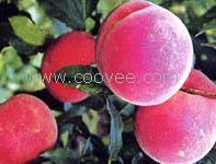 桃樹(shù)苗 梨樹(shù)苗