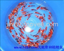 錦鯉魚苗批發 銷售