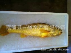 新技術(shù)選育大黃魚