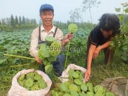 濟(jì)南蓮藕種植、泥鰍混養(yǎng)基地，種植容易，產(chǎn)