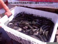 黑魚苗養(yǎng)殖，成品黑魚養(yǎng)殖，烏魚，烏鱧