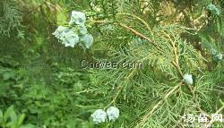 側(cè)柏 品優(yōu)放心的苗木銷售平臺 湯苗網(wǎng)
