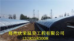 朔州溫室大棚籌建肉鴿養(yǎng)殖大棚建造方
