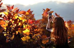 美麗彩色樹種“紅霞楊”，打造貴州生態(tài)旅游