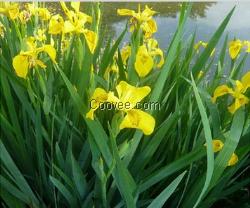 口碑好的浮水植物,重庆景春供应沉水植