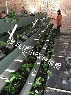 瓜果蔬菜立体式种植槽