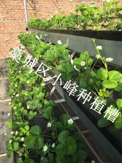 蔬菜种植槽