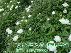 菏泽油用牡丹苗种植基地 冠华花木种植